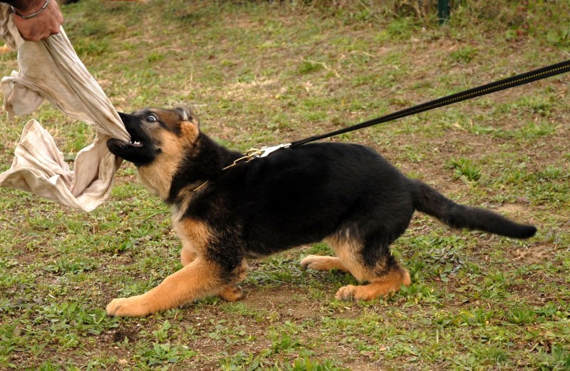 Build Focus and Stop Aggressive Behaviour with Help From a Dog Trainer in Chicago