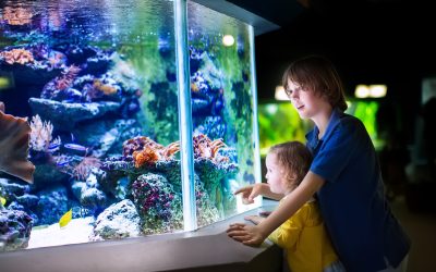 Aquarium Design in Plano, TX solutions make aquatic maintenance simple and enjoyable.