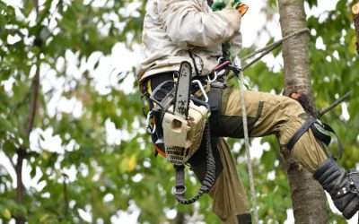 Tree Removal Thornton, CO: Solutions for Safer Yards and Better Home Landscaping